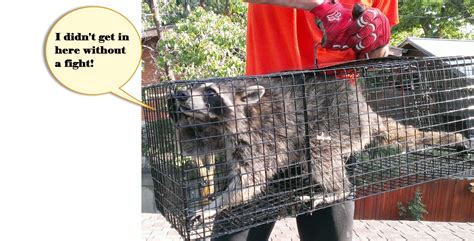 We service altamonte springs, apopka, longwood, mount dora, ocoee, orlando, plymouth, sorrento, winter garden, zellwood, and other. Ogden Utah Raccoon Control | Utah Wildlife Specialists