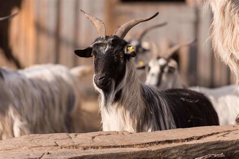 Crete goats with bells laying on side of gravel road with sea view and mountains in blue. Kalofer Long-haired Goat | Schloss Hof Estate