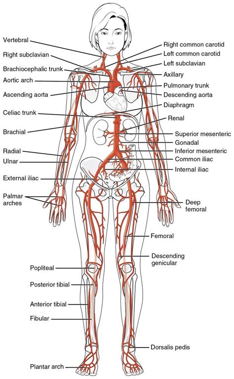 Bones in human body is the solid structure that helps in making the physical appearance of the body. This diagrams shows the major arteries in the human body ...
