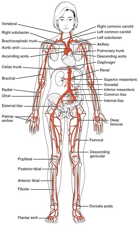 In the human body, there are five vital organs that people need to stay alive. This diagrams shows the major arteries in the human body ...