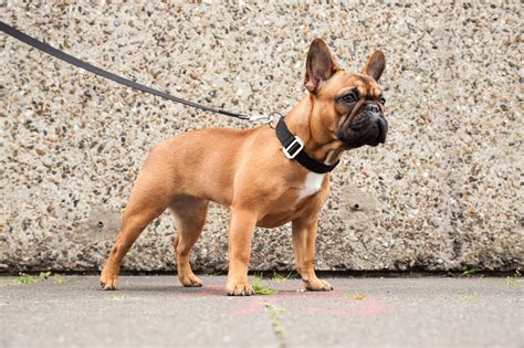 Common health problems in french bulldogs. Bella - a tan French Bulldog - wears the classic black dog ...