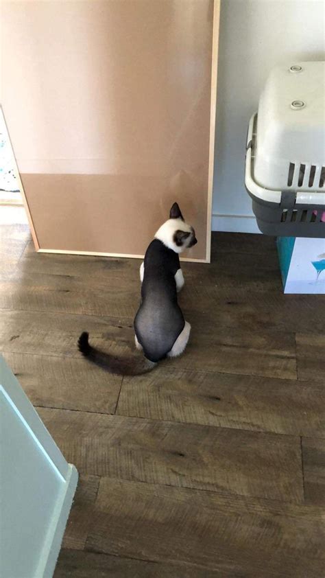 If you are watching this video you most likely have a cat that is going to be spayed or has already been spayed. Mums cat is wearing a bodysuit to stop her licking her ...