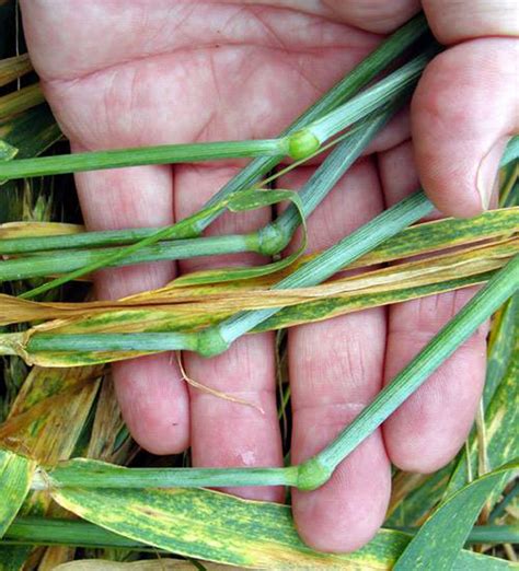 Масло огуречника (borage oil) 1000 мг. Dear skeptics: how can this "curved DNA" crop picture have ...