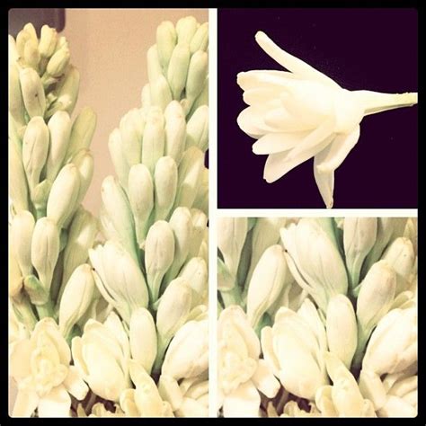 Our bouquets regularly consist of stunning kenyan roses, peonies, carnations, snapdragons, sunflowers, dahlias and so many other amazing flowers. My fav flower Tuberose | Beautiful flowers, Instagram ...