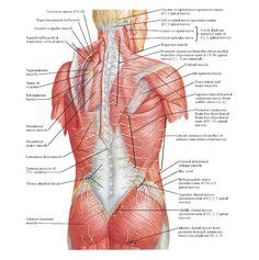 Training your back does a lot more than build muscle. A General Introduction To The Muscular System - femuscleblog in 2020 | Lower back muscles ...