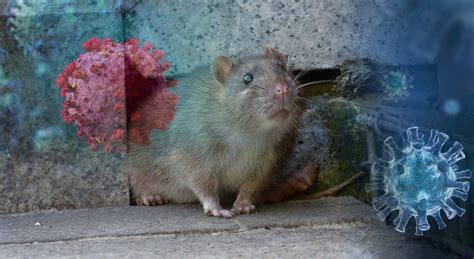 Maybe you would like to learn more about one of these? Can Rats Climb Inside Drain Pipes? | Rat Blocker for Drains