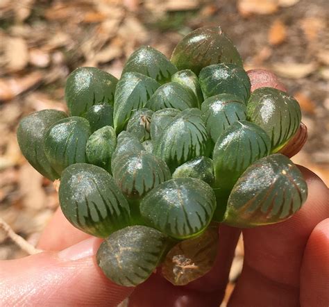 Bright light with ample airflow. Haworthia cooperi var. pilifera f. truncata with a flower ...