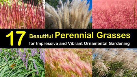 When pampas grass grows to its full size, it resembles a large fountain of thin grass blades with feathery fronds in the center. 17 Beautiful Perennial Grasses for Impressive and Vibrant ...