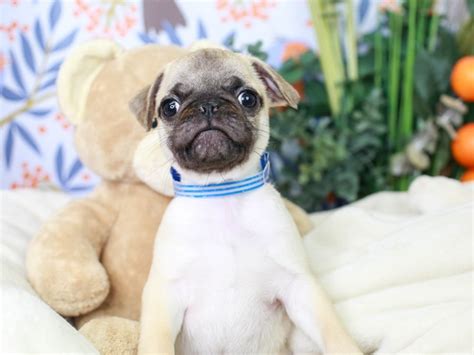 Puppies n love is located in maricopa county of arizona state. Pug (2973150) - Animal Kingdom | Puppies N Love