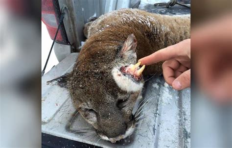 Haha my shorthaired cat is like your shorthaired cat! Idaho Mountain Lion Had Teeth Growing on Top of Its Head ...