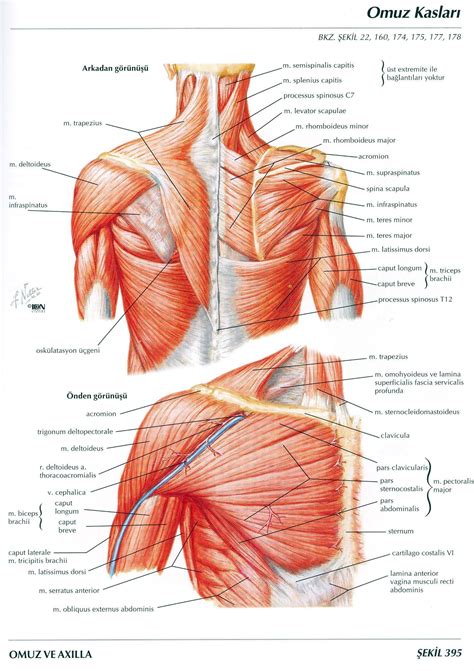 Free online quiz back and chest muscle diagram. Netter-Anatomi-Atlasi-Turkce | Shoulder muscle anatomy ...