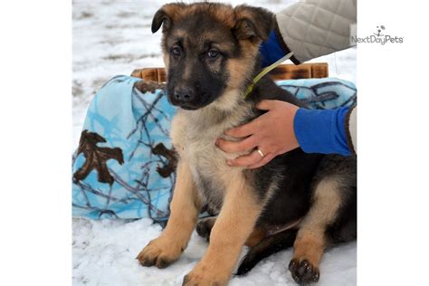 Five males and two females. Male Two Second: German Shepherd puppy for sale near Fort Wayne, Indiana. | f07bb89b-6a11