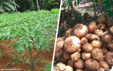 Jual beli porang dengan harga porang murah dan terlengkap dari penjual porang langsung di seluruh indonesia. Fakta Tanaman Porang, Dulu Tak Dianggap Kini Menjadi Mahal ...