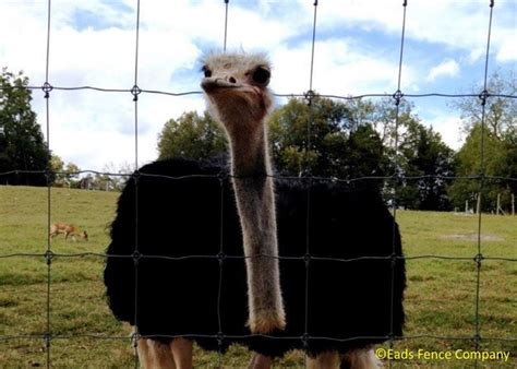 Spectrum outages and problems in kettering, ohio. Ohio Fence Company | Eads Fence Co.. Pet & Exotic Animal ...