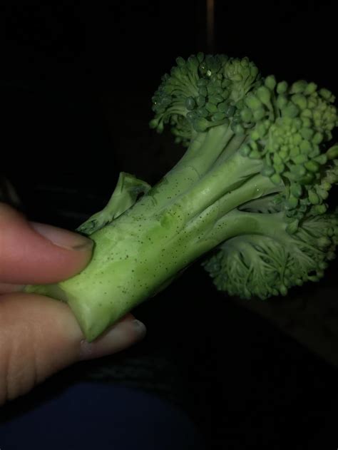 The cactus community on reddit. Are Black Spots On Broccoli Stems Safe To Eat? Be In the Know!