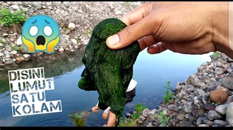 Karena harus di sesuaikan dengan keadaan, sehingga ikan nila lebih mudah tertarik untuk memakan umpan yang anda kasih. umpan ikan nila paling josss... - YouTube