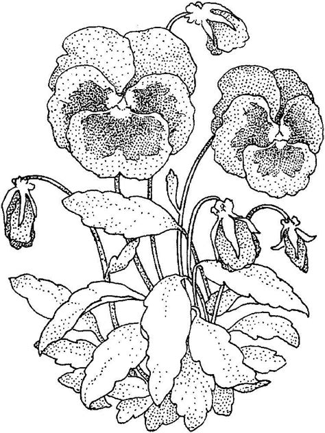 Individual flower clusters may last three to six weeks under good conditions. Violet coloring pages. Download and print Violet coloring ...