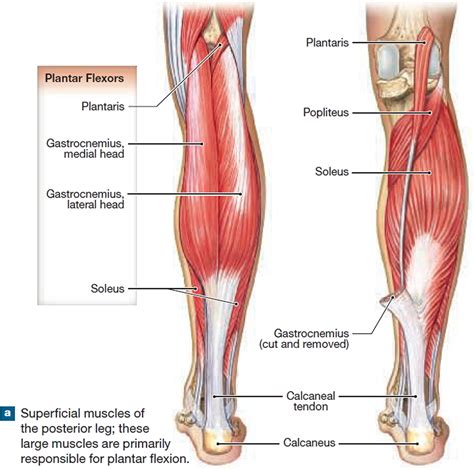 This video identifies all muscles of the lower leg. Leg Muscle Diagram - exatin.info