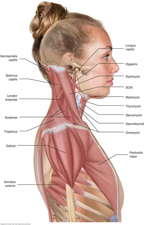 Each deltoid muscle has three heads, or distinct parts: Muscles of the neck / musculature of the cervical spine # ...