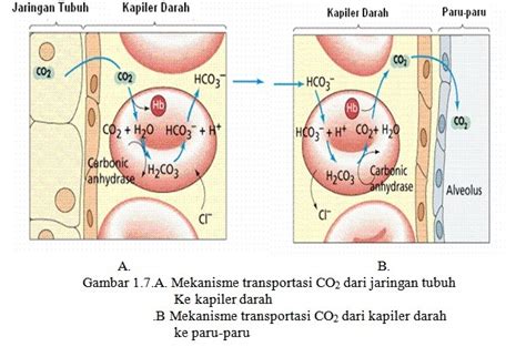 Ketikan jin sudah masuk ke dalam tubuh kita akan memuncul rasa malas. Proses Pertukaran Oksigen (O2) dan Karbondioksida (CO2 ...