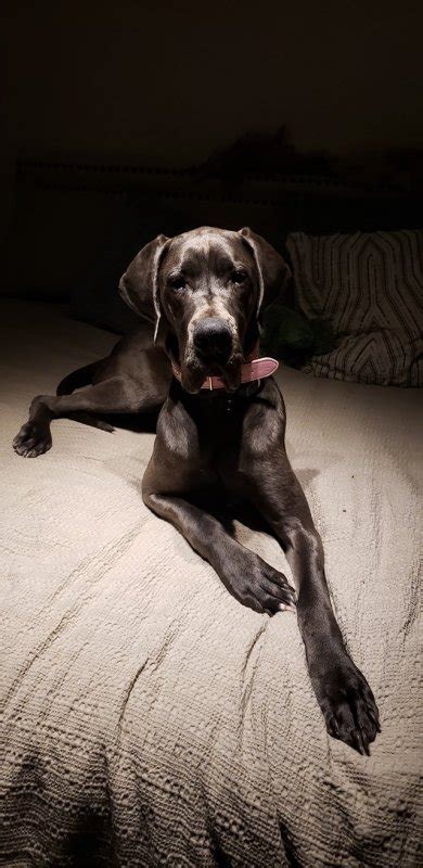These adorable pups are available for adoption in colorado springs, colorado. Blue Great Dane Puppies for Sale in Elizabeth, Colorado
