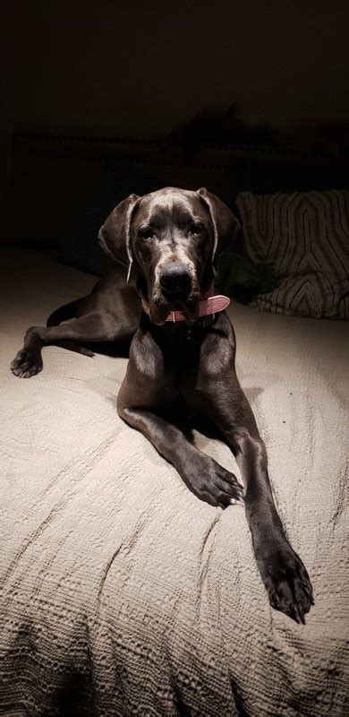 We also study pet food & nutrition as it makes a huge difference in. Blue Great Dane Puppies for Sale in Elizabeth, Colorado