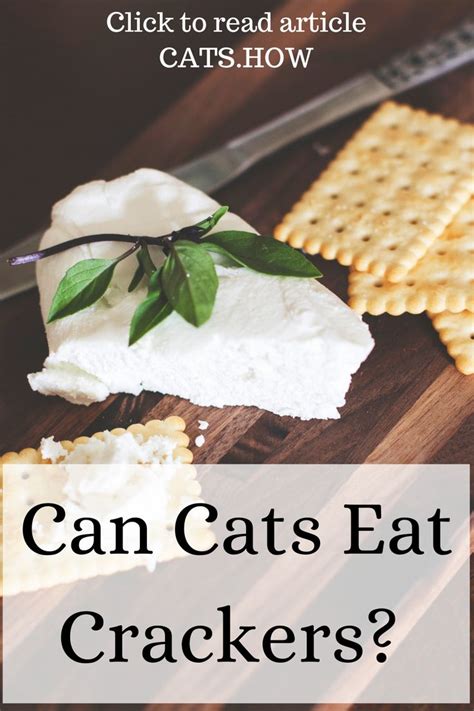 Thinking about giving your kitty some of the extras off your plate? Can Cats Eat Crackers in 2020 | Eat, Food, Easy cracker