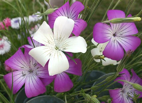 Maybe you would like to learn more about one of these? Register Now for Extension's Cut Flower Workshop! | NC ...