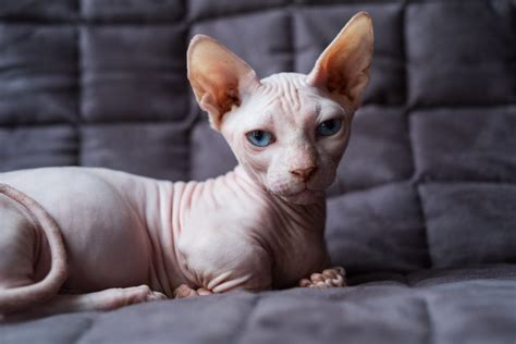 Check spelling or type a new query. Sphynx Cat Breed Facts & Information - Animals | Katalay.net