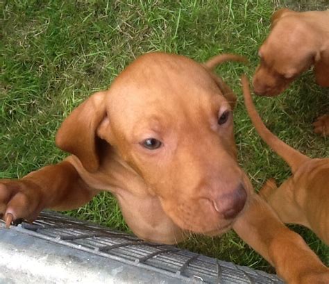 Their gait is light, graceful, smooth, and ground covering. Hungarian Vizsla Puppies for Sale | Honiton, Devon ...