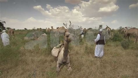Criticalpast is an archive of historic footage. 80 - THE LAST CAMEL CARAVANS OF THE SAHARA