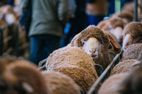 Nerc standards balloting system welcome guest user, your role is guest. South East Merino Field Days, Keith, SA - July 25 2018 ...