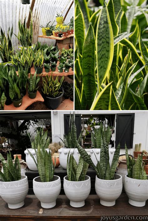 Some say 25% mg and 75% perlite. Snake Plant Care: How to Grow this Diehard Houseplant