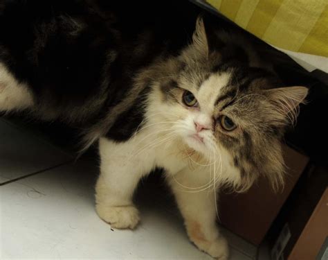Check spelling or type a new query. Akan Kurejam Raksasa Kejam: Kucing Garong