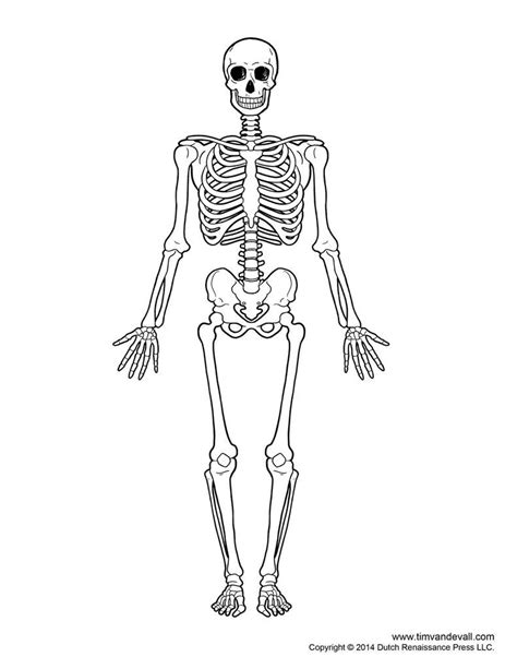 Pain in and around your hip and groin. Skeletal System Outline Printable Human Skeleton Diagram Labeled Unlabeled And Blank | Skeleton ...