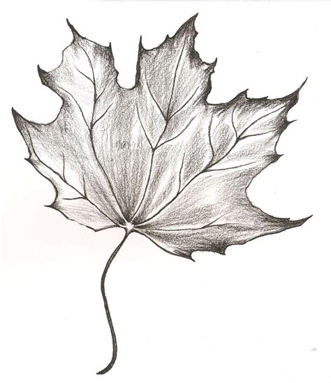 Find the perfect palm leaf drawing stock illustrations from getty images. Leaf Pencil Drawing at GetDrawings | Free download