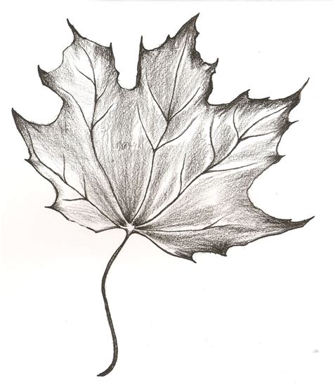 For design, textiles, posters, corporate identity. Leaf Pencil Drawing at GetDrawings | Free download