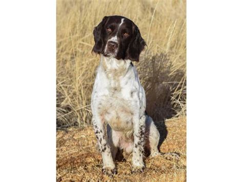 32 springer spaniel for sale mn. AKC English Springer Spaniels for Sale in Kuna, Idaho ...