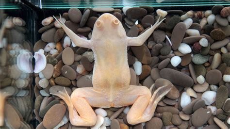 Frogs of this kind are widely available as aquarium pets. How to Set Up an Aquatic Frog Tank - African Dwarf Frogs ...