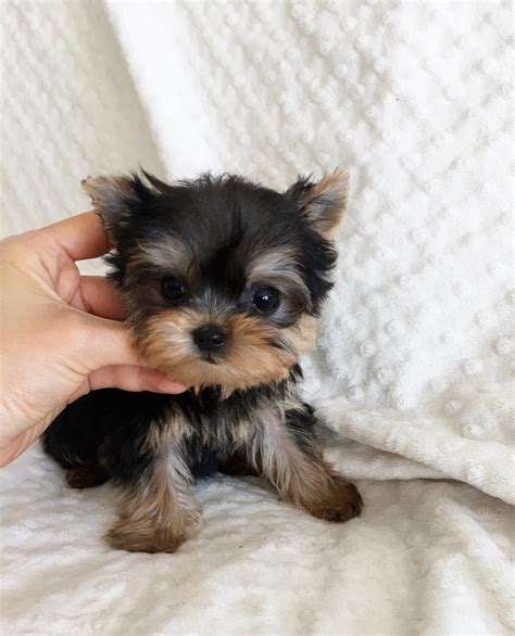 When you adopt one of my tiny yorkie puppies , you get many people also come from southern california for yorkie puppies. iHeartTeacups | We have beautiful and tiny Teacup and ...