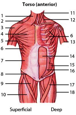 The anterior muscles of the torso (trunk) are those on the front of the body, including the muscles of the chest, abdomen, and pelvis. Free Anatomy Quiz - Muscles of the Torso, Locations Quiz 1