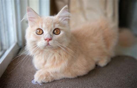 Not hairballs or asthma — it's lungworms! Cat Is Having Coughing Spells