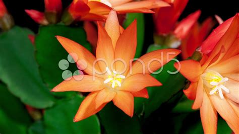 Red easter cactus flower opening and closing timelapse ...