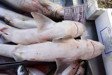Fish on the rocks, hout bay. Marsaxlokk - Fish Market; Sharks | Marsaxlokk | Pictures ...