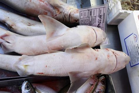 Maybe you would like to learn more about one of these? Marsaxlokk - Fish Market; Sharks | Marsaxlokk | Pictures ...