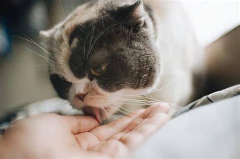 How can i stop my cat from licking me? Why Does My Cat Lick My Fingers Then Bite Them