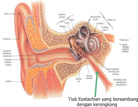 Aku nak tambah macam mana, ada 10 sen je dalam poket aku TintaSamudera ::.: :: Mari Mengkaji Mengenai Organ ...