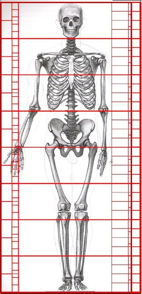 Ct, mri, radiographs, anatomic diagrams and. Pin on Художественные куклы