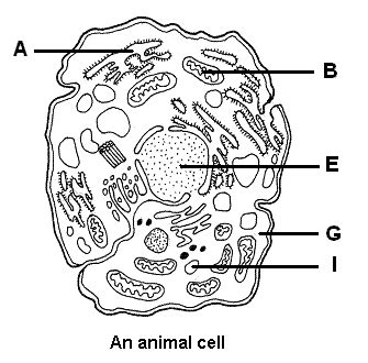 Thank you for visiting animal cell picture with labels pictures. ulnemjuh: Animal Cell Diagram Without Labels