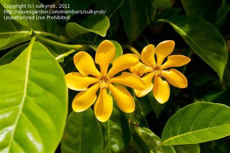The yellow flower can be rolled in flower and fried, and is delicious. Plant Identification: CLOSED: Tropical flowering tree ...